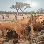 La coppia di Leoni del Capo